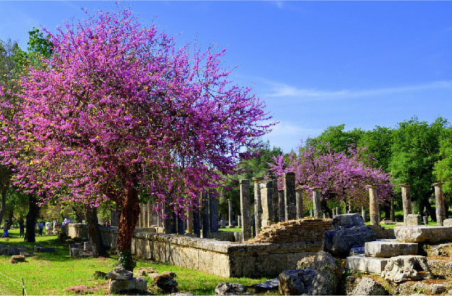 Nafplion Ancient Olympia Tour: Blooming purple trees near the temple in ancient Olympia